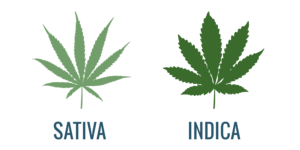 Indica vs. Sativa