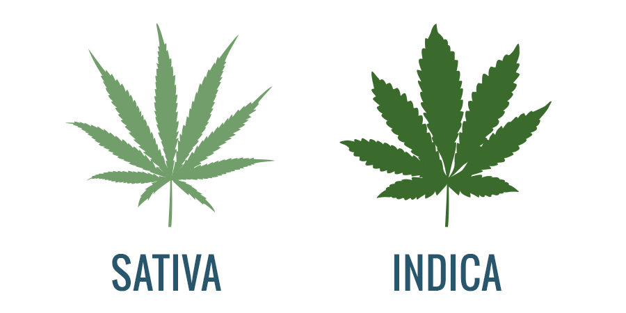 Indica vs. Sativa