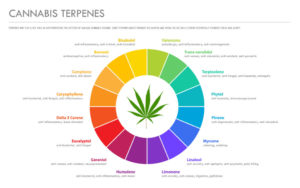 Terpenes and Their Applications