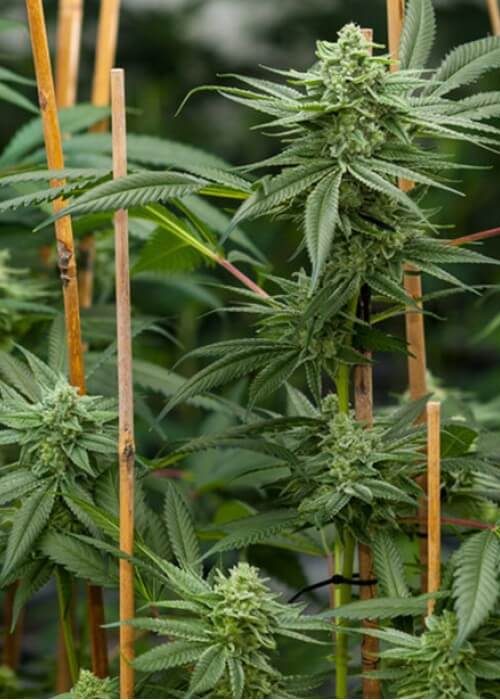 weed_002-1140×700 (1)
